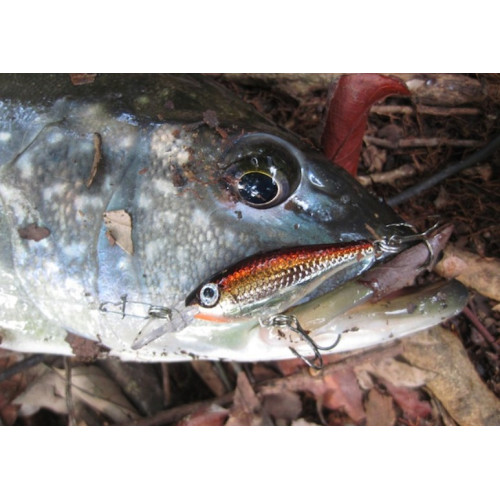 Rapala Leurres durs  ULTRA LIGHT MINNOW - Coloris CH - 4cm / 3g - profondeur de nage de 0.60 à 0.90m - 3