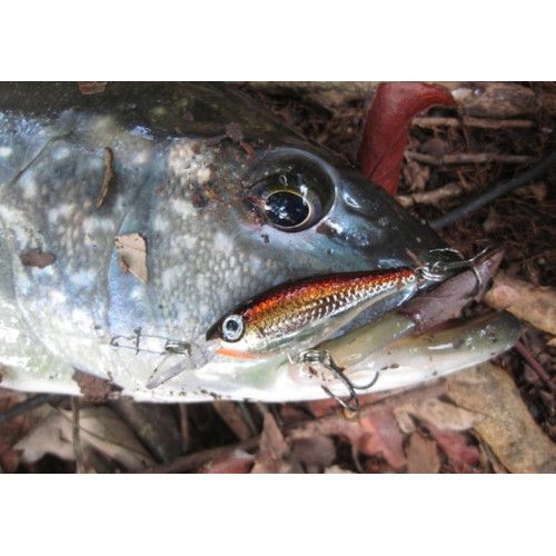 Rapala Leurres durs  ULTRA LIGHT MINNOW - Coloris TR - 6cm / 4g - profondeur de nage de 0.60 à 0.90m - 3