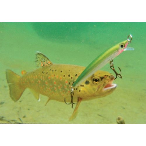 Rapala Leurres durs  MAXRAP - coloris FB - 5cm / 2g - profondeur de nage de 0.30 à 0.90m - 4