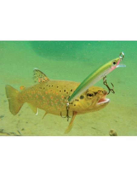 Rapala Leurres durs  MAXRAP - coloris FB - 5cm / 2g - profondeur de nage de 0.30 à 0.90m - 4