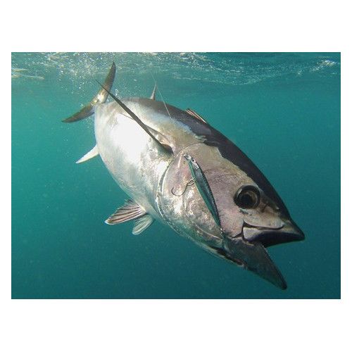 Rapala Leurres durs XXX-RAP CAST- coloris GOSCU - 14cm / 54g - profondeur de nage 1.50m - 3