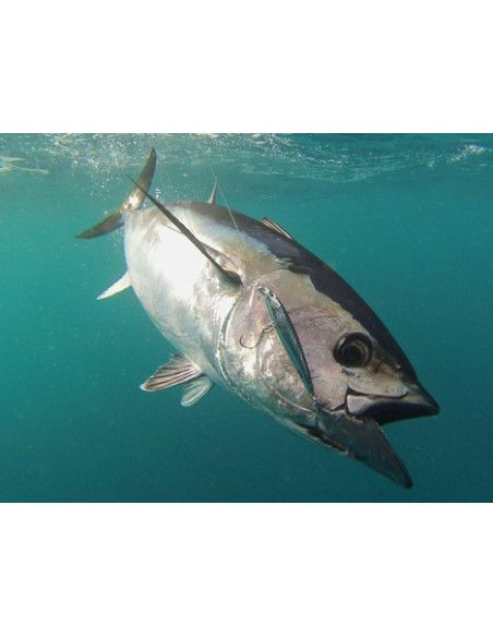 Rapala Leurres durs XXX-RAP - coloris AS - 10cm / 14g - profondeur de nage 1.50m - 4