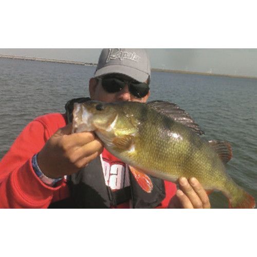 Rapala Leurres durs SCATTER RAP SHAD DEEP - coloris P - 7cm / 7g - profondeur de nage de 2.70 à 3.60m - 4