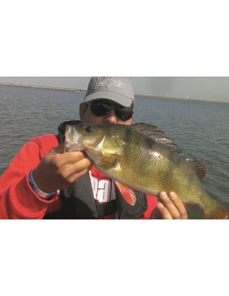 Rapala Leurres durs SCATTER RAP SHAD DEEP - coloris PSL - 7cm / 7g - profondeur de nage de 2.70 à 3.60m - 4