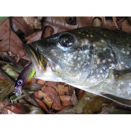Rapala Leurres durs  ULTRA LIGHT SHAD - Coloris GDAU - 4cm / 3g - profondeur de nage de 1.20 à 1.50m - 3