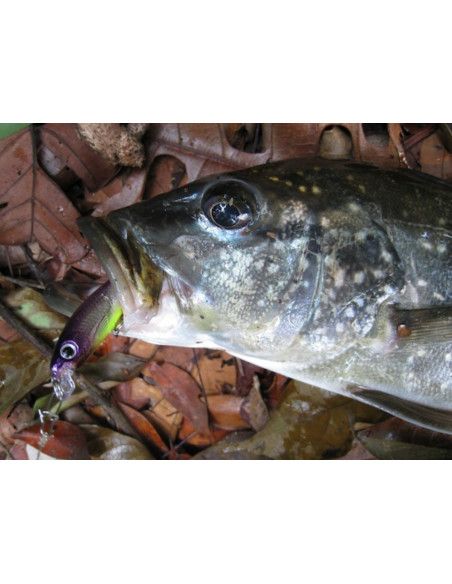 Rapala Leurres durs  ULTRA LIGHT SHAD - Coloris GDAU - 4cm / 3g - profondeur de nage de 1.20 à 1.50m - 3