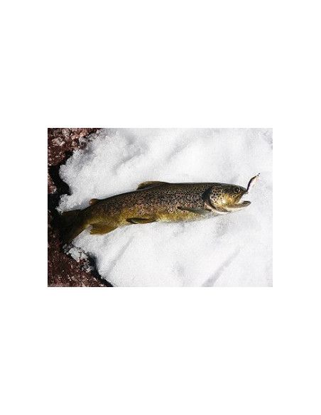 Rapala Leurres durs COUNTDOWN - coloris P - 3cm / 4g - profondeur de nage de 0.60 à 0.90m - 4