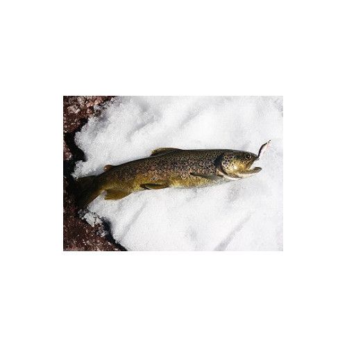 Rapala Leurres durs COUNTDOWN - coloris RT - 11cm / 16g - profondeur de nage de 2.70 à 3.90m - 4
