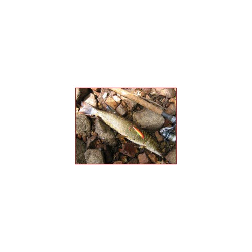 Rapala Leurres durs  X-RAP - coloris S -  4cm / 2g - profondeur de nage de 0.60 à 0.90m - 4