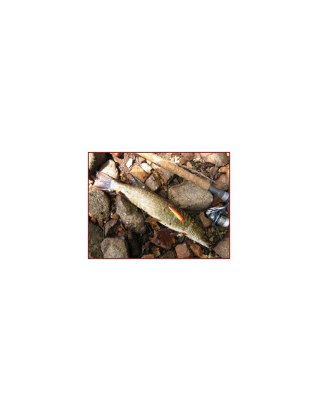 Rapala Leurres durs  X-RAP - coloris S -  4cm / 2g - profondeur de nage de 0.60 à 0.90m - 4