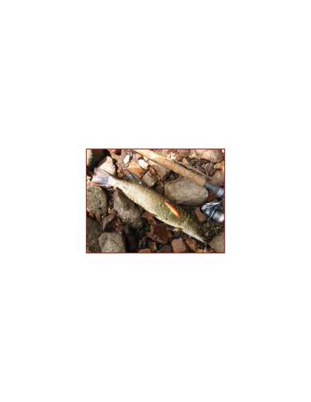 Rapala Leurres durs  X-RAP - coloris SB -  6cm / 4g - profondeur de nage de 0.90 à 1.50m - 4