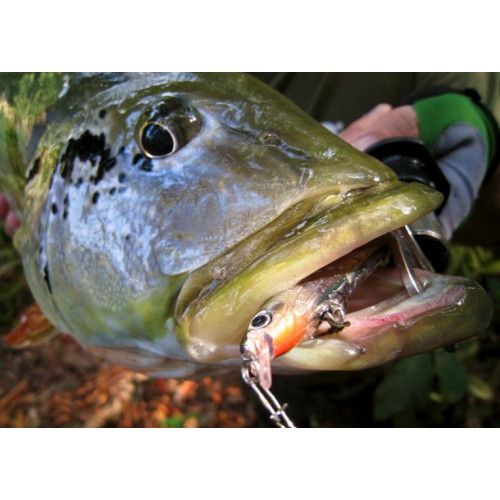 Rapala Leurres durs  ULTRA LIGHT MINNOW - Coloris SD - 6cm / 4g - profondeur de nage de 0.60 à 0.90m - 5