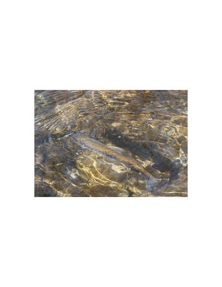 Rapala Leurres durs COUNTDOWN - coloris TRL - 9cm / 12g - profondeur de nage de 2.10 à 3m - 5