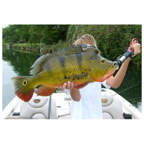 Leurres durs DOWN DEEP HUSKY JERK - coloris SBR - 10cm / 11g - profondeur de nage de 2.10 à 4.80m